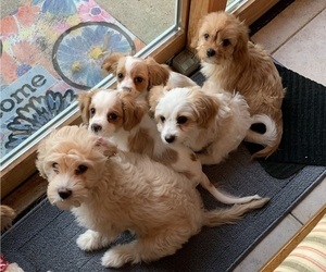 Cavachon Puppy for sale in ENGLISHTOWN, NJ, USA