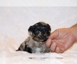 Small #10 Poodle (Toy)-YorkiePoo Mix
