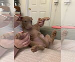 Small #2 Mutt
