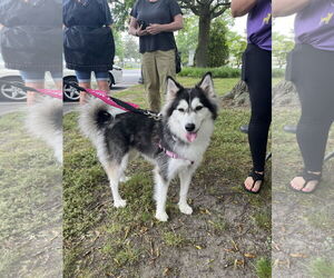 Huskies -Unknown Mix Dogs for adoption in Oakhurst, NJ, USA