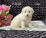 Small #2 Bichon Frise