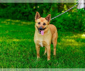 Carolina Dog-Unknown Mix Dogs for adoption in Sparta, TN, USA