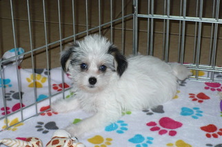 Havashire Puppy for sale in TUCSON, AZ, USA