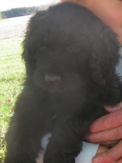 Newfypoo Puppy for sale in ETNA GREEN, IN, USA