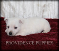 Small Photo #23 West Highland White Terrier Puppy For Sale in COPPOCK, IA, USA