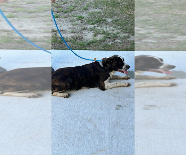 Medium Photo #4 Border Collie Puppy For Sale in Tarboro, NC, USA