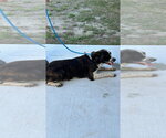 Small Photo #4 Border Collie Puppy For Sale in Tarboro, NC, USA