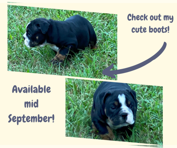 Medium Photo #3 English Bulldog Puppy For Sale in NEOSHO, MO, USA