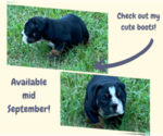 Small Photo #3 English Bulldog Puppy For Sale in NEOSHO, MO, USA