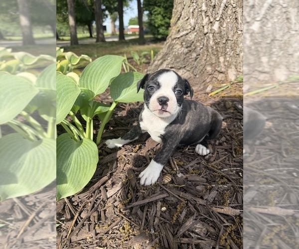 Medium Photo #10 Boston Terrier Puppy For Sale in FREDONIA, KS, USA