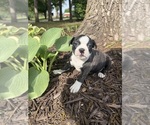Small #9 Boston Terrier