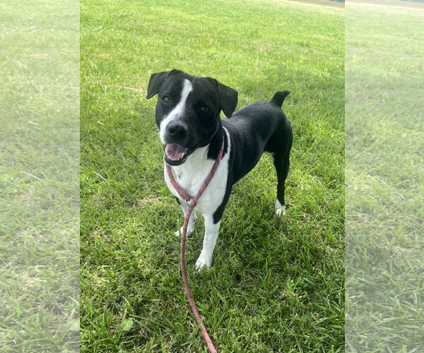 Medium Photo #1 Border Collie-Boston Terrier Mix Puppy For Sale in Pryor, OK, USA