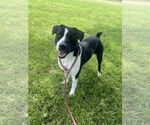 Small Border Collie-Boston Terrier Mix