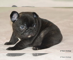 Small #6 French Bulldog
