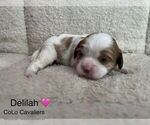 Puppy Delilah Cavalier King Charles Spaniel