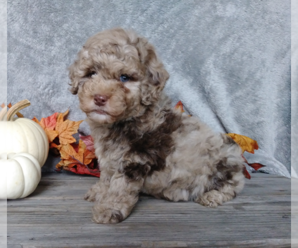 Medium Photo #3 Labradoodle-Poodle (Miniature) Mix Puppy For Sale in FREDERICKSBG, OH, USA