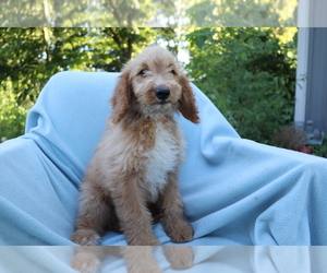 Goldendoodle (Miniature) Puppy for sale in SHILOH, OH, USA