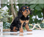Small #4 Cavalier King Charles Spaniel