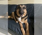 Small #8 German Shepherd Dog