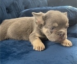 Small Photo #3 French Bulldog Puppy For Sale in TALLAHASSEE, FL, USA