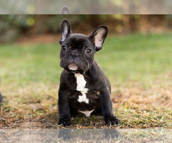 Medium Photo #11 French Bulldog Puppy For Sale in WARSAW, IN, USA