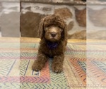 Puppy Iris Goldendoodle