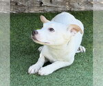 Small Rat Terrier