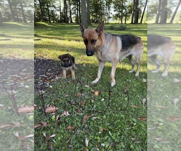 Medium Photo #1 German Shepherd Dog Puppy For Sale in FORT WAYNE, IN, USA