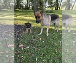Small Photo #1 German Shepherd Dog Puppy For Sale in FORT WAYNE, IN, USA