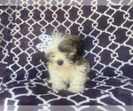 Small Photo #5 Zuchon Puppy For Sale in LAKELAND, FL, USA