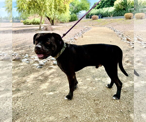 Medium Photo #3 American Staffordshire Terrier-Unknown Mix Puppy For Sale in Goodyear, AZ, USA