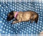 Small Photo #255 Belgian Malinois Puppy For Sale in REESEVILLE, WI, USA