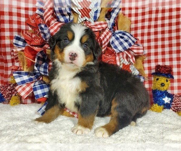 Medium Photo #1 Bernese Mountain Dog Puppy For Sale in BLACK FOREST, CO, USA