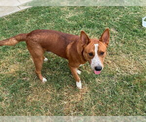 Mutt Dogs for adoption in Grand Prairie, TX, USA