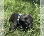 Puppy Cyrus French Bulldog