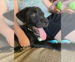 Small #2 Great Pyrenees Mix