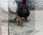 Small Photo #53 Rhodesian Ridgeback Puppy For Sale in MORONGO VALLEY, CA, USA
