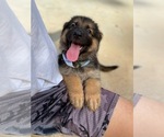 Small Photo #10 German Shepherd Dog Puppy For Sale in CHARLOTTE, NC, USA