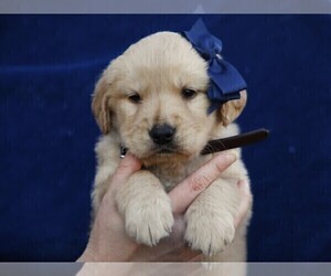 Goldendoodle Puppy for sale in LIBERTY, KY, USA