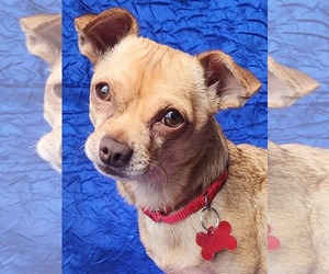 Chihuahua-Unknown Mix Dogs for adoption in Cuba, NY, USA