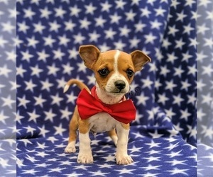 Chihuahua Puppy for sale in MYERSTOWN, PA, USA