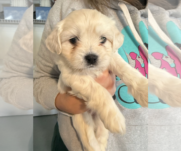 Medium Photo #3 Maltese-Unknown Mix Puppy For Sale in Rockville, MD, USA