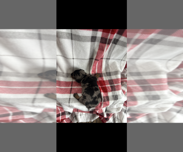 Medium Photo #4 Dachshund Puppy For Sale in NILES, MI, USA
