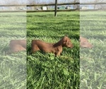 Small #1 Miniature Pinscher