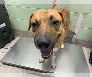 American Staffordshire Terrier-Unknown Mix Dogs for adoption in Grand Prairie, TX, USA