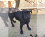 Small #4 Wirehaired lab