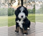 Small Bernedoodle