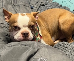 Father of the Boston Terrier-Faux Frenchbo Bulldog Mix puppies born on 02/19/2025