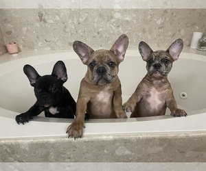 French Bulldog Puppy for sale in DIANA, TX, USA
