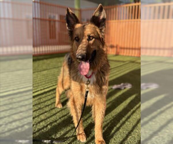 Medium Photo #1 German Shepherd Dog-Unknown Mix Puppy For Sale in Las Vegas, NV, USA